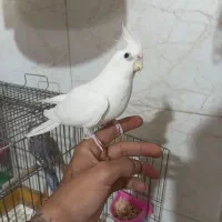 ۵عروس هلندی دستی و سخنگو جوان