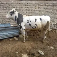 گوساله سیمینتال