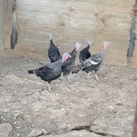 5تا بوقلمون و غاز محلی تخمگزار
