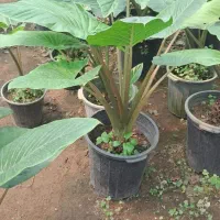 فروش انواع گل و گیاه