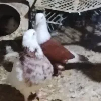 کبوتر طوقی هفت رنگ نر