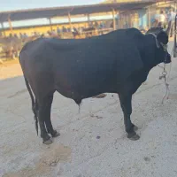 گوساله نر