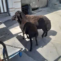 میش و بره ماده افشاری و میش تک
