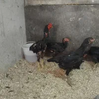 تخم نطفه دار اوشامو