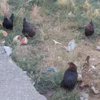 مرغ گلین