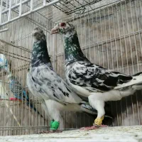 کبوتر 2 عدد سار نر