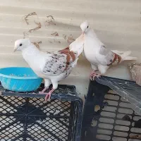 خشونع اصیل