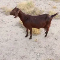بز و بزغاله نر