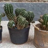 کاکتوس