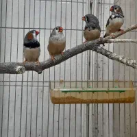 فنچ
