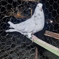کفتر غریب گیری