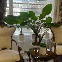 درختچه طبیعی بابا آدم