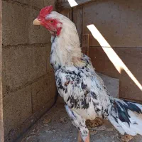 2عدد خدوس لاری اصل