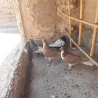 کبوتر