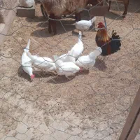 مرغ تخمگذار جوان