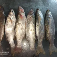 ماهی بیا کیلو 200