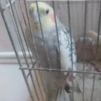 عروس هلندی