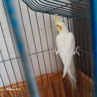 عروس هلندی