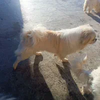 واگذاری سه تا سگ ماده و یکی نر