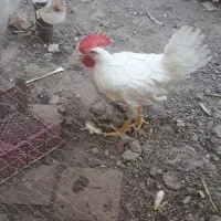خروس