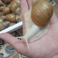 خاک بستر خاک حلزون اچاتینا غول  کوکوپیت