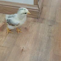 جوجه