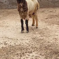 گوسفند وبره  وقوچ