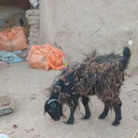سلام بز ماده هستش