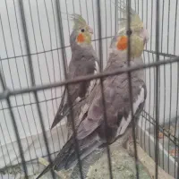 عروس هلندی