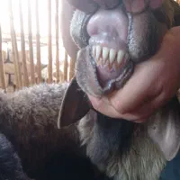 قوچ