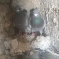 نرو‌ماده‌