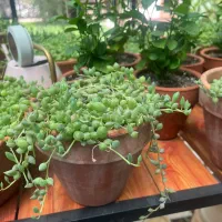 غوره‌ای