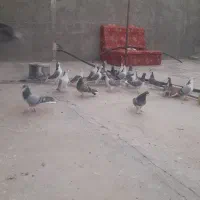تعدادی نروماده خرقه و واز روزگاری