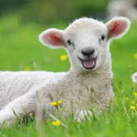 نیاز به چوپان