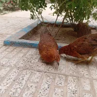 جوجه محلی