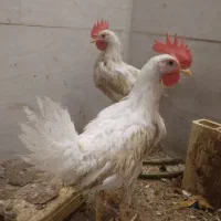 جوجه خروس ۴ماهه