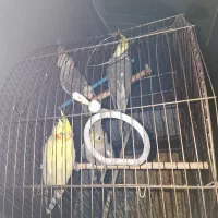 عروس هلندی