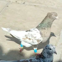 کبوتر کله ابلغ تهرونی
