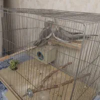 پرنده
