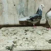 کفتر هما سرور دم سفید