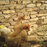 دو عدد جوجه