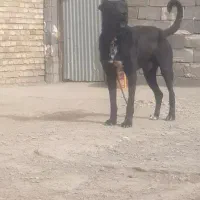 سگ سرابی ۳ساله به شرط