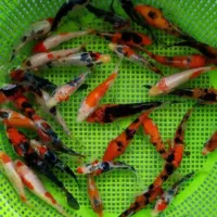ماهی استخر.برکه.حوض.کوی