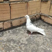 کفتر|پرنده|فشم, |دیوار