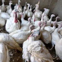 بوقلمون گوشتی.