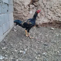 خروس لاری اصیل