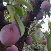 میوه و خواروبار
