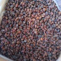کشمش پلویی نرم و تازه درجه یک