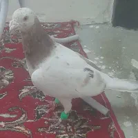 سار نر