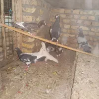 کفتر|پرنده|یزد, |دیوار